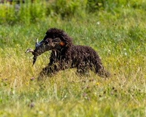 Ghillie Kezer