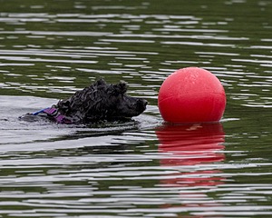 Boaty Bellicose
