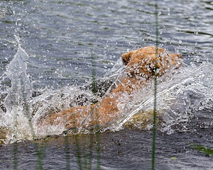 20170603-SHRW-1316.jpg