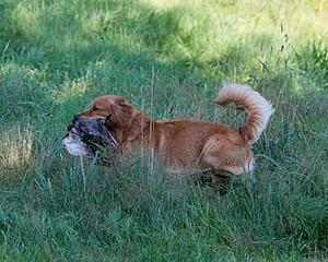 20150801-LRCGB-0061.jpg