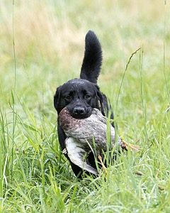 Ranger schuko