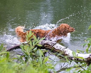 River Amidon