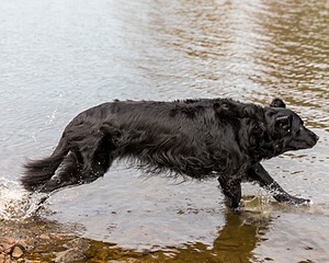 Ripple