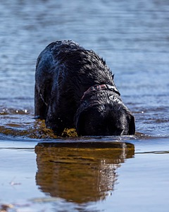Gemma