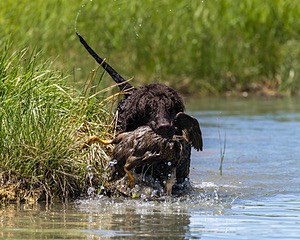 Ghillie