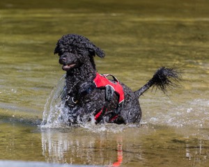 Breeze Holden