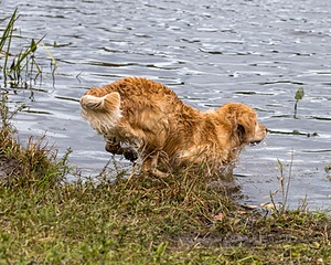 Ranger Wisniewski