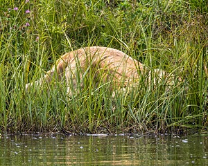 Meadow Houston