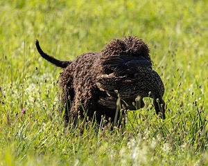Ghillie Kezer