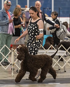 355 - GCH Ildanoch's Party Rock Anthem
