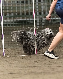 Peetie Sulewski