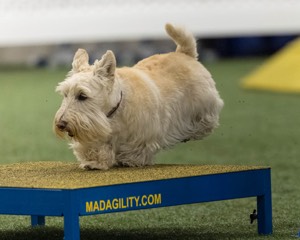 Monty Krapf