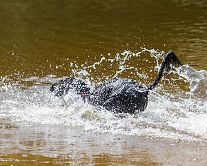 Rio Peter
