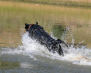 Brutus Culbertson