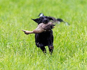 20170603-SHRL-1189.jpg
