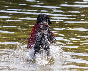 Zora Schaub
