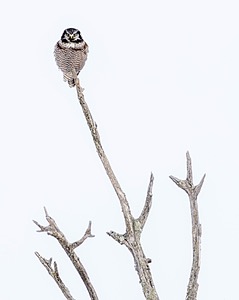 Northern Hawk Owl, Minnesota
