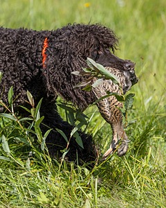 Ghillie Kezer