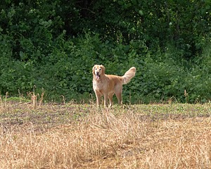 Boomer Hughes