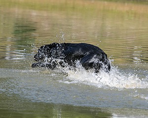 Beau