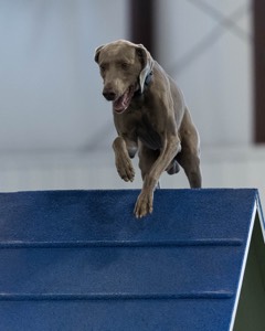 Hogan Basson