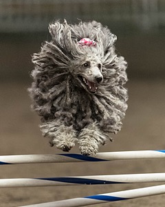 Peetie Sulewski
