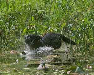 20130810-JHW-0315.jpg