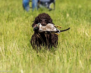 Ghillie