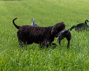 Ghillie Kezer
