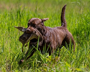 20170604-SEAL-1006.jpg
