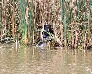 20150913-SEAW-0686.jpg