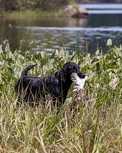 Ziva