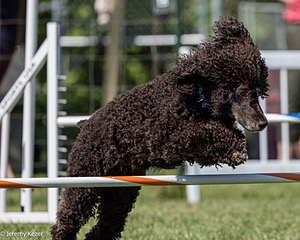 Sybil