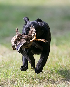 Nitro Nelson