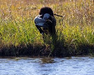 Ghillie Kezer