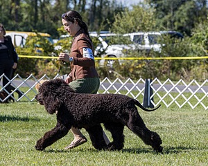 25 - GCH CH POOLE'S IDE RIPTIDE OHS RI DS CGC (Rip)