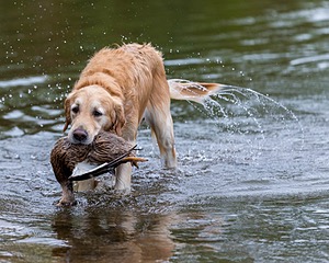 Ghillie