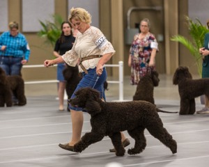 207 - GCH CH Flintcrest First Strike Fintan