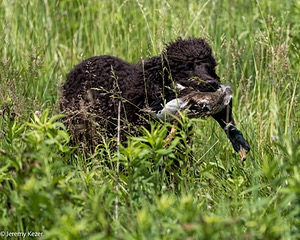 Ghillie Kezer