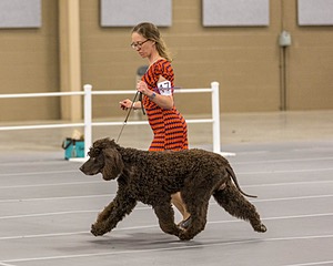17 - Ballyhoo’s V Finnegan Mcneill BN FDC CA BCAT DS DJ CGCA TKN VHMA JH JHU WD