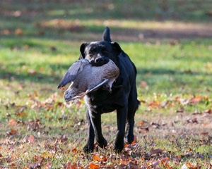 Sable