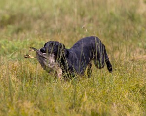 Ziva Jefferson