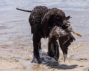 Ghillie