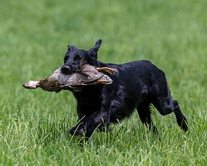 Hunter Law