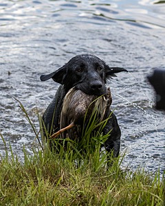 Bolt Sboro
