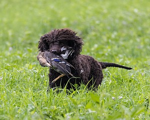 Ghillie Kezer
