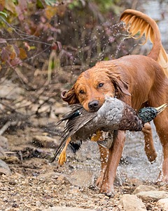 Huckleberry