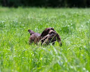 20160604-SEAL-1161.jpg