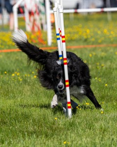 Sport Daniels