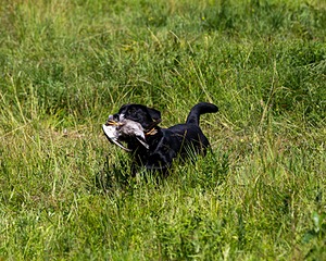Murphy